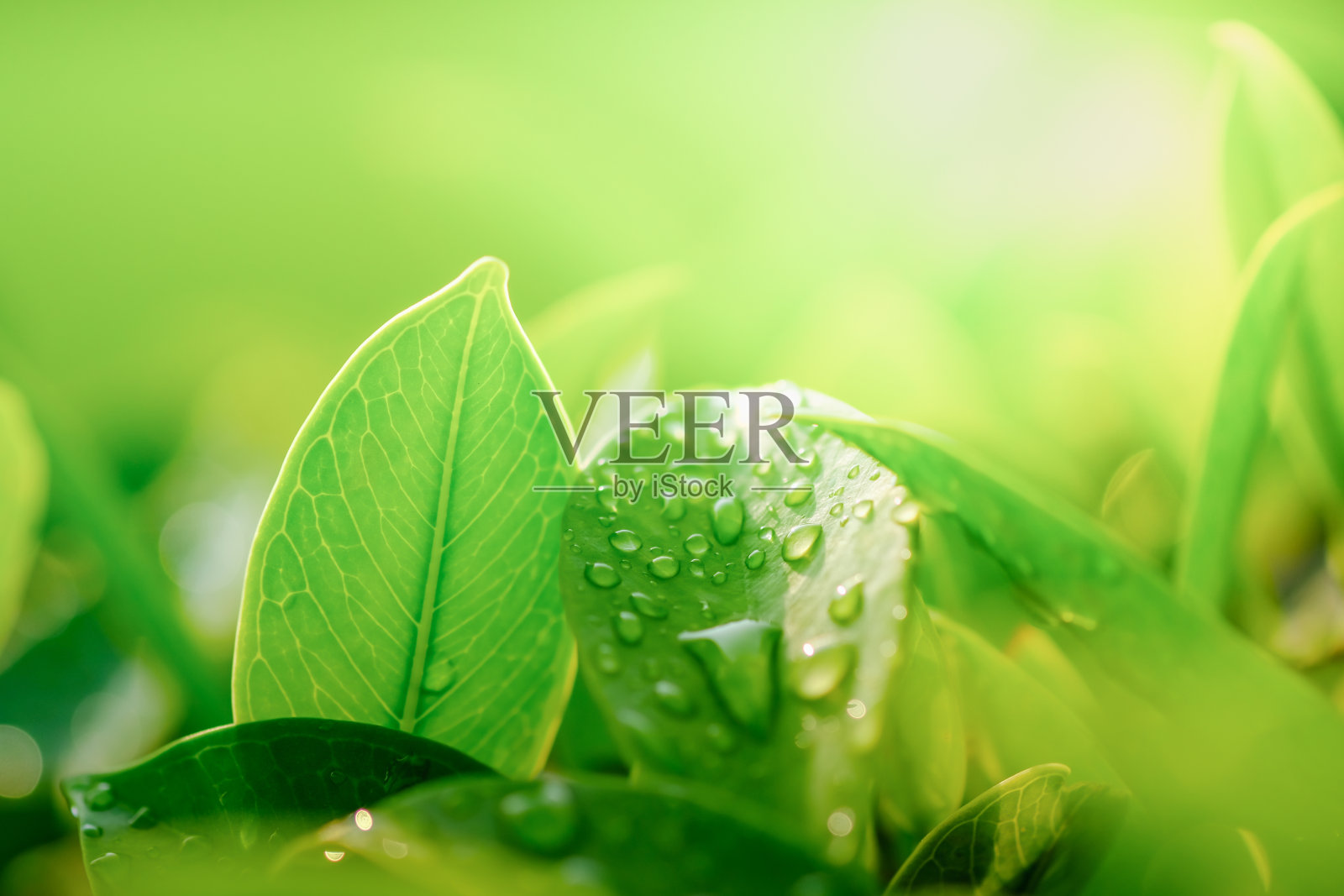 绿叶与雨滴的特写。自然背景和壁纸。照片摄影图片