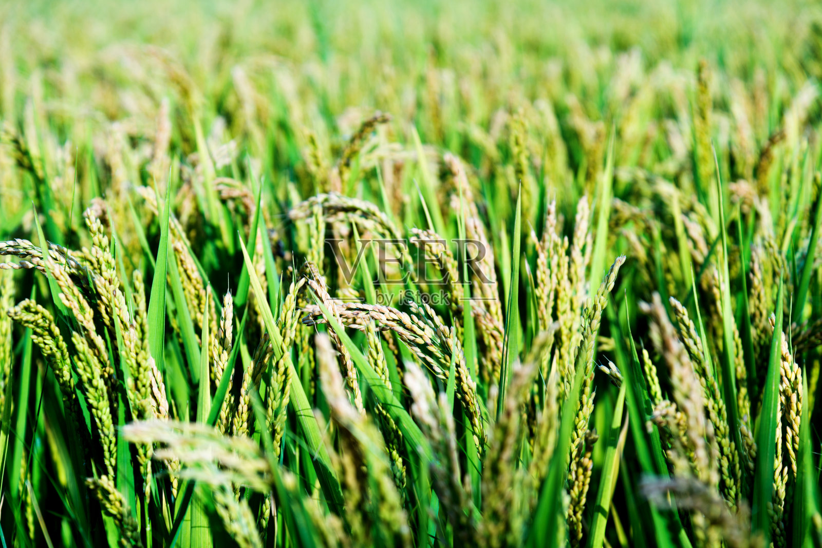 绿色稻田背景照片摄影图片