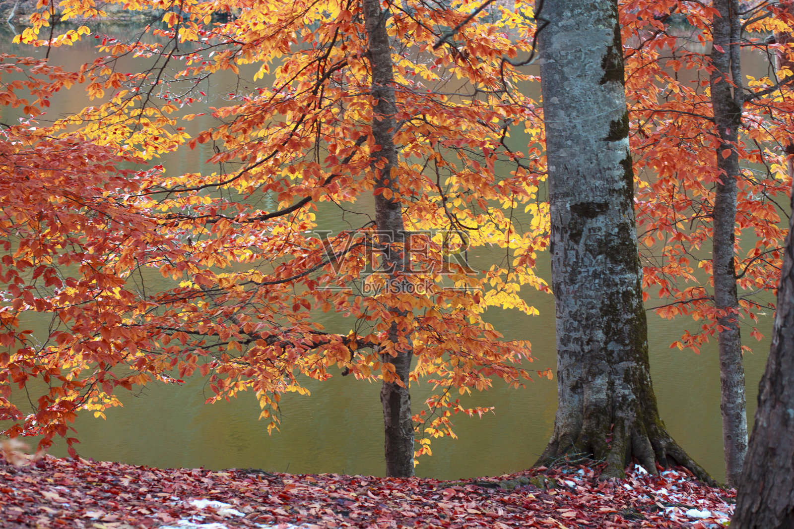 湖边秋色斑斓的风景照片摄影图片