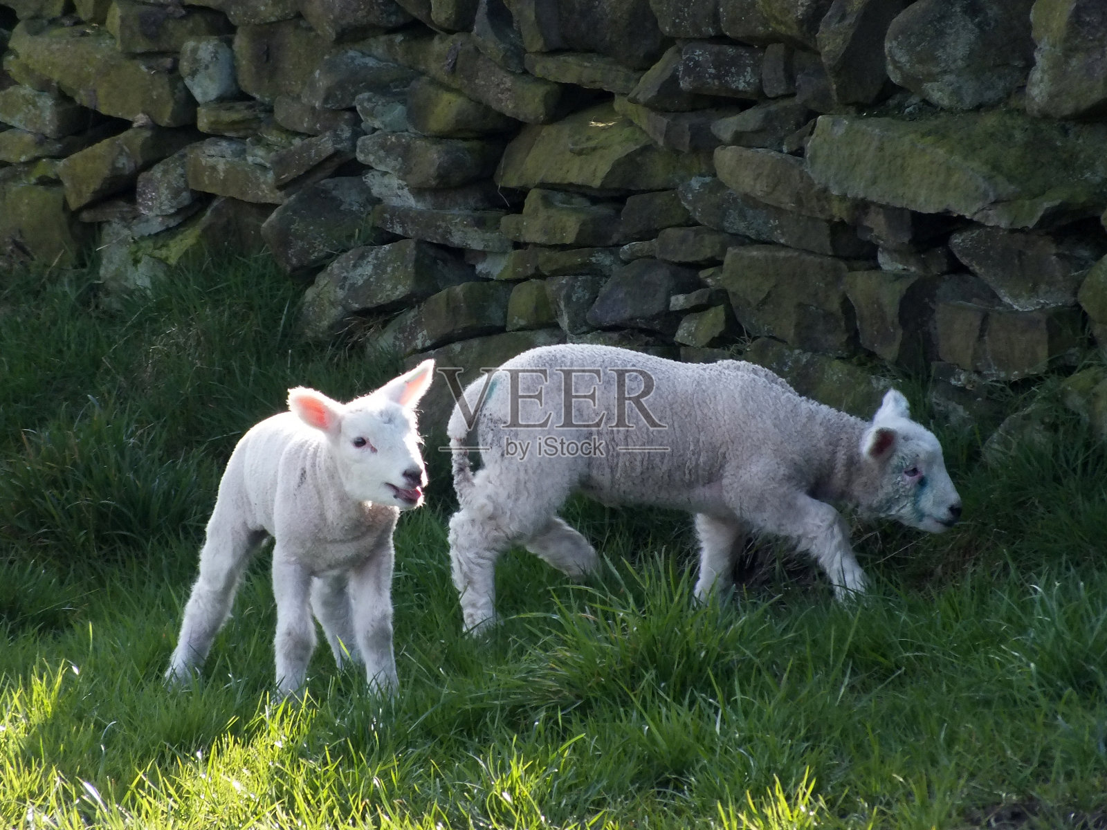 两只春天的小羊羔靠近一堵长满青草和阳光的石墙照片摄影图片