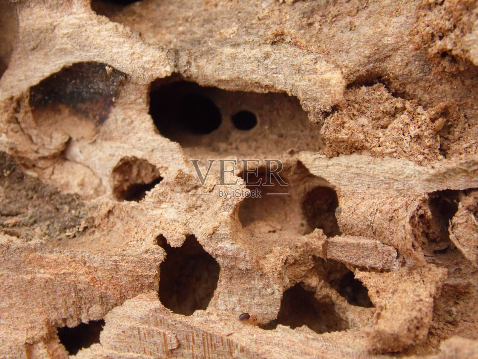 一棵老树上甲虫和蚂蚁的巢穴。照片摄影图片