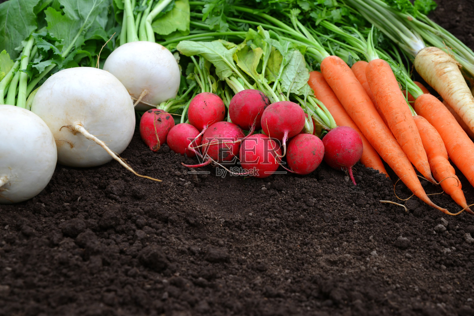 白色和红色的萝卜，胡萝卜和欧芹的土壤。照片摄影图片