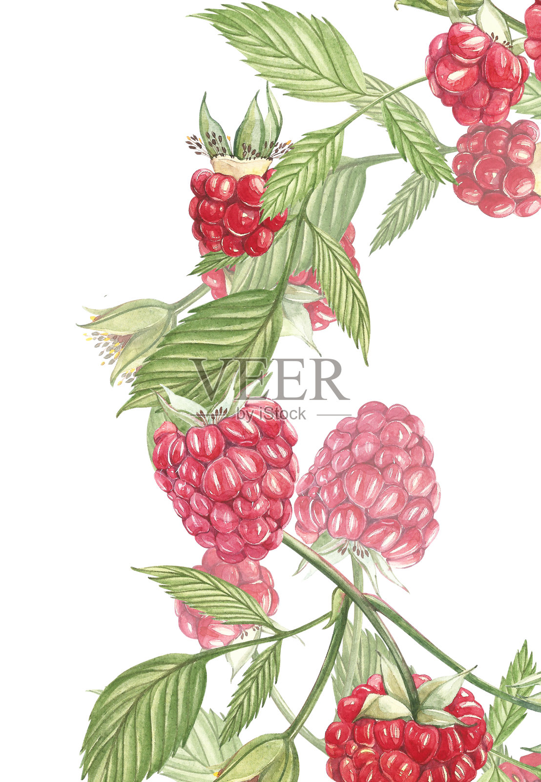 手绘水彩画树莓在白色的背景。植物插图。卡片设计与花朵和叶子。插画图片素材