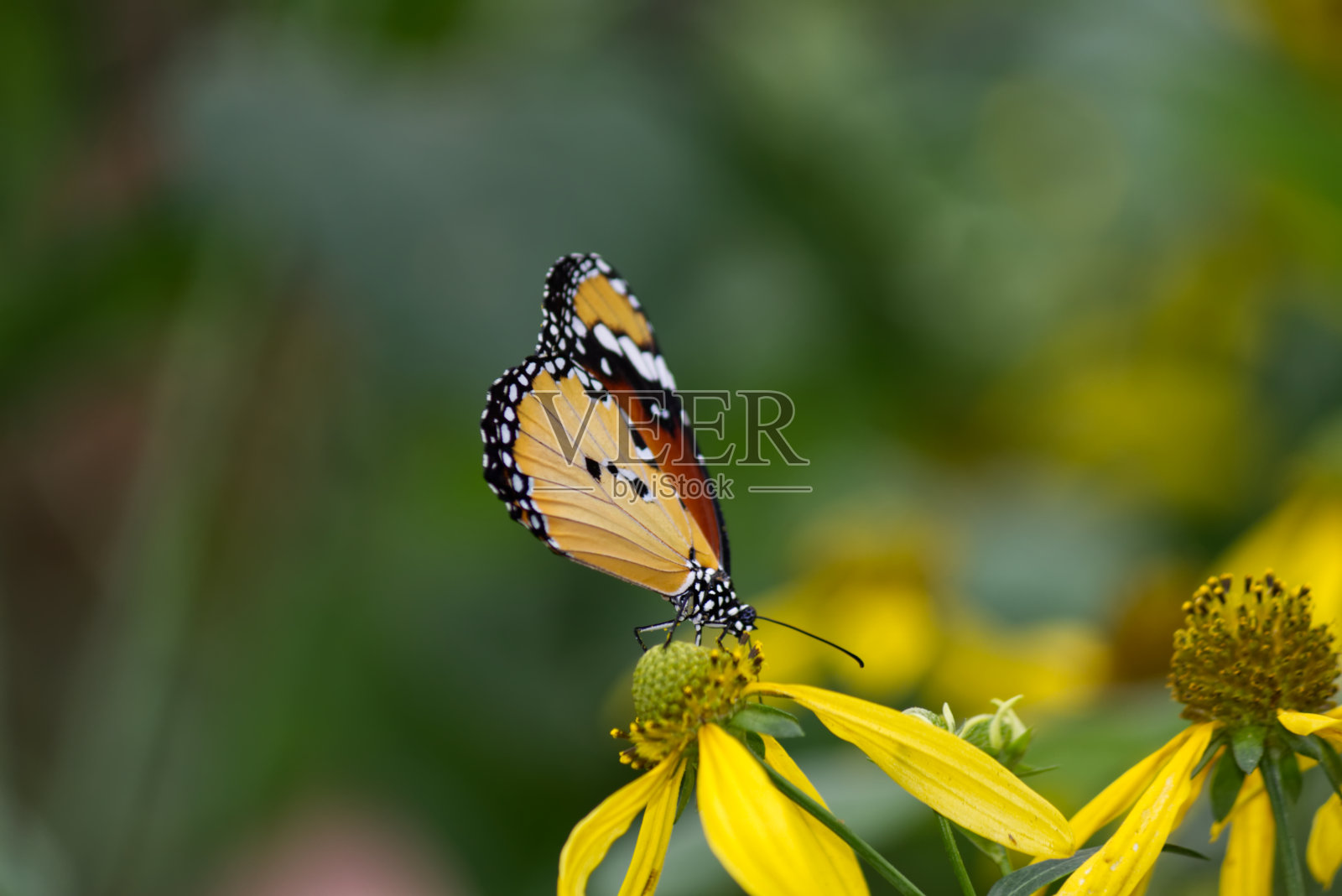 非洲帝王蝶的特写照片摄影图片