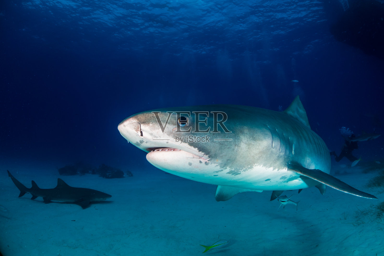 虎鲨巴哈马群岛照片摄影图片