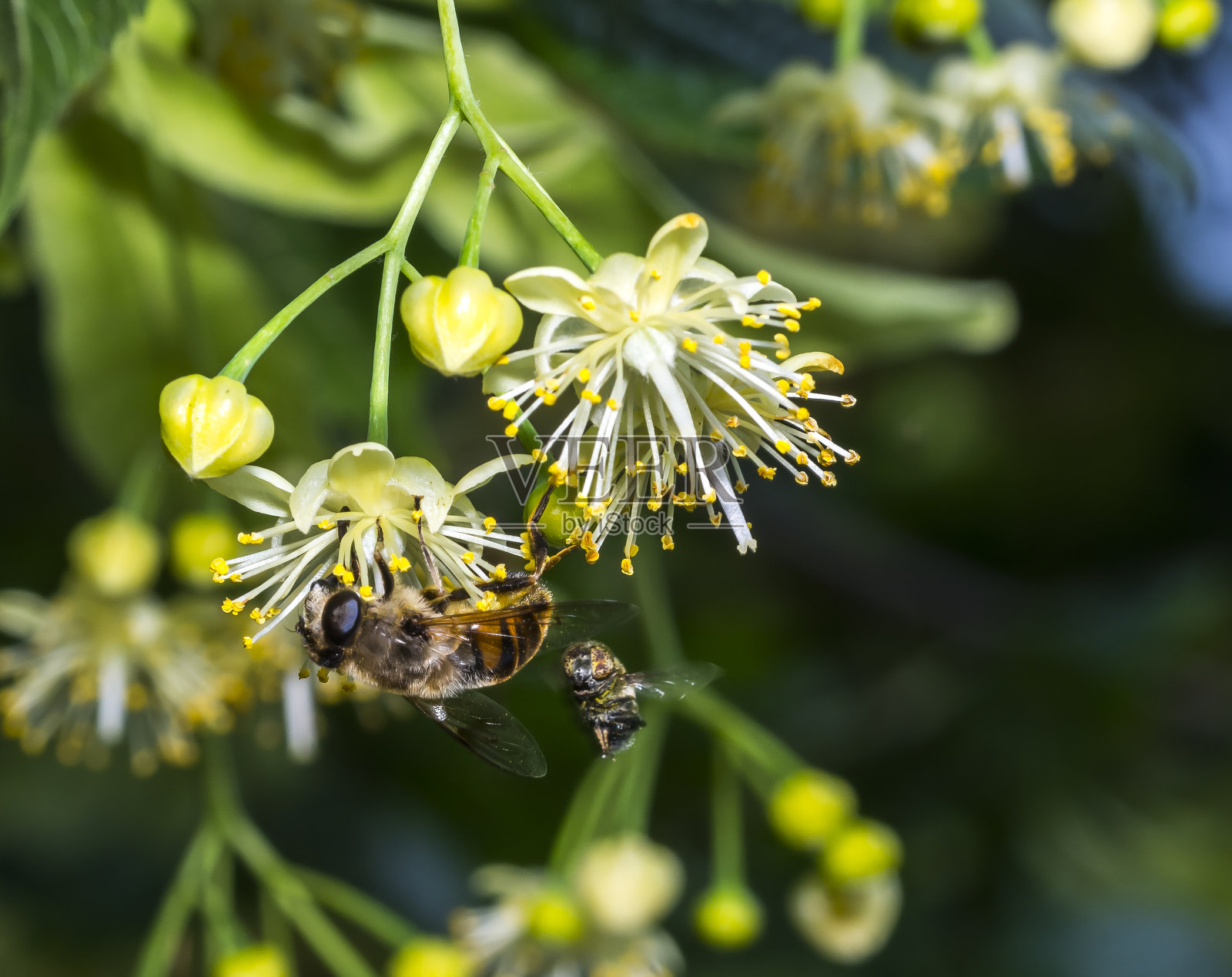 蜜蜂给菩提花授粉。林登分支照片摄影图片