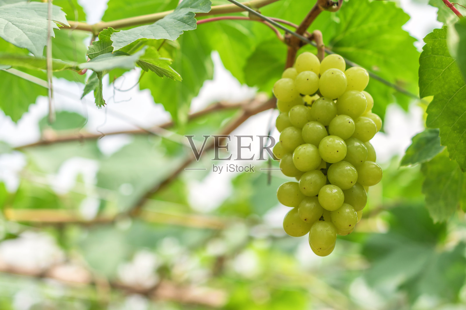 一大串白葡萄挂在绿叶藤蔓上。自然背景。葡萄酒的概念。照片摄影图片