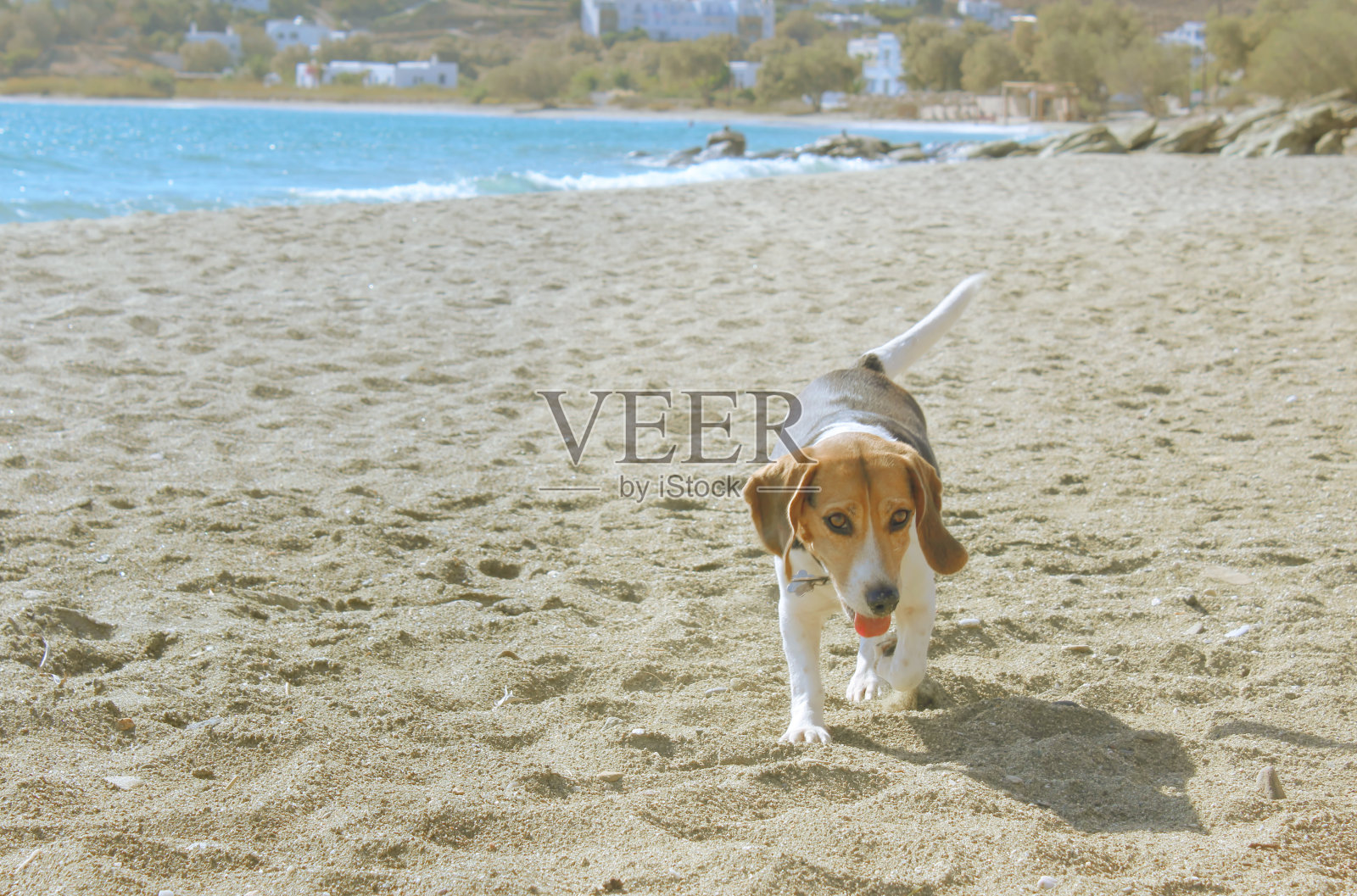 海边的小猎犬照片摄影图片