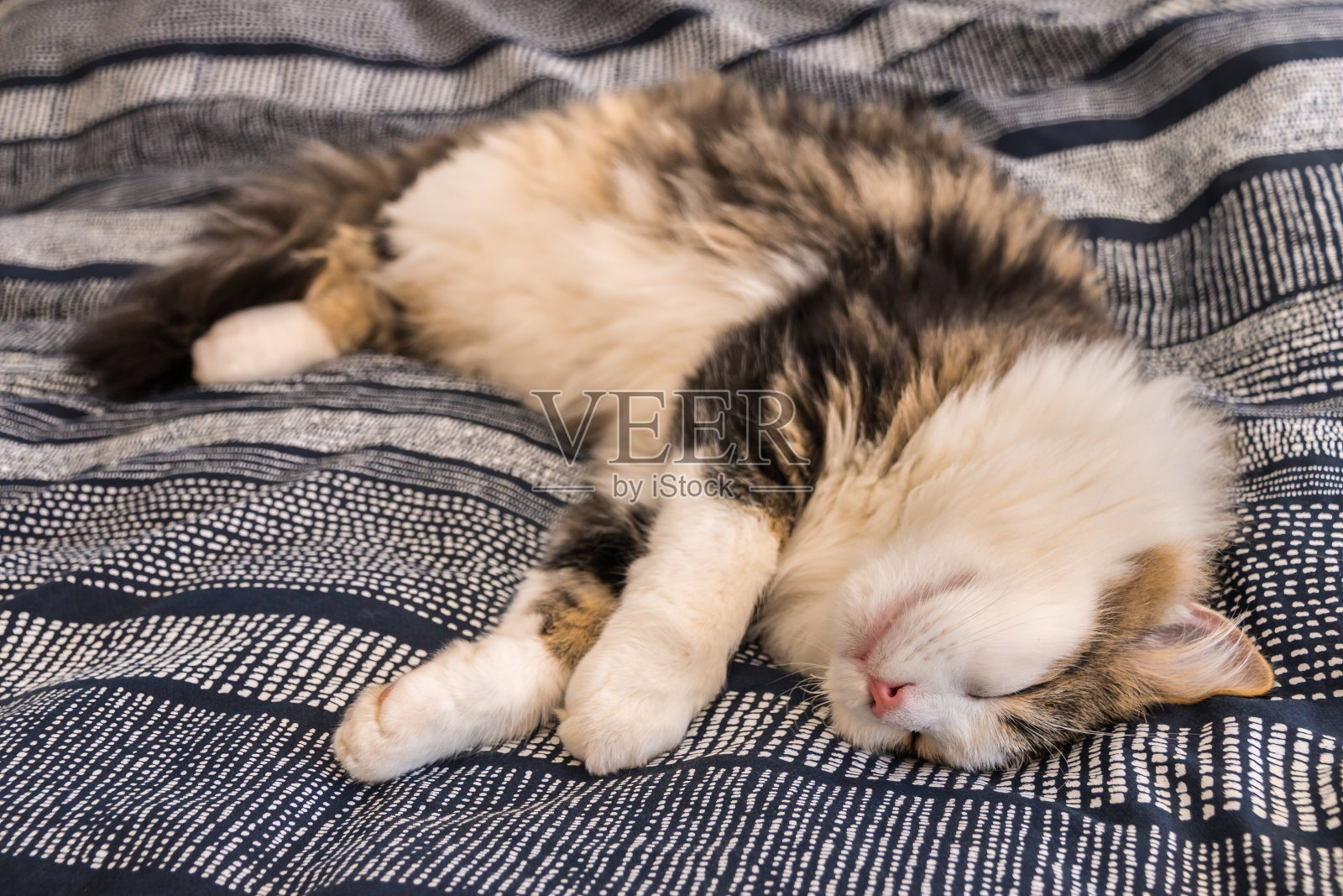 布娃娃猫躺在蓝色的床上照片摄影图片