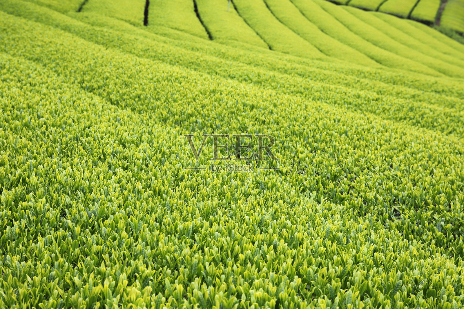 鲜绿茶种植园照片摄影图片