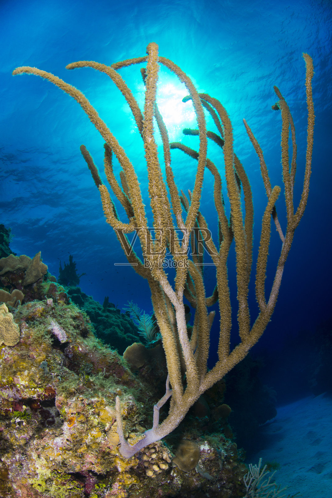柳珊瑚软珊瑚(丛珊瑚属)照片摄影图片