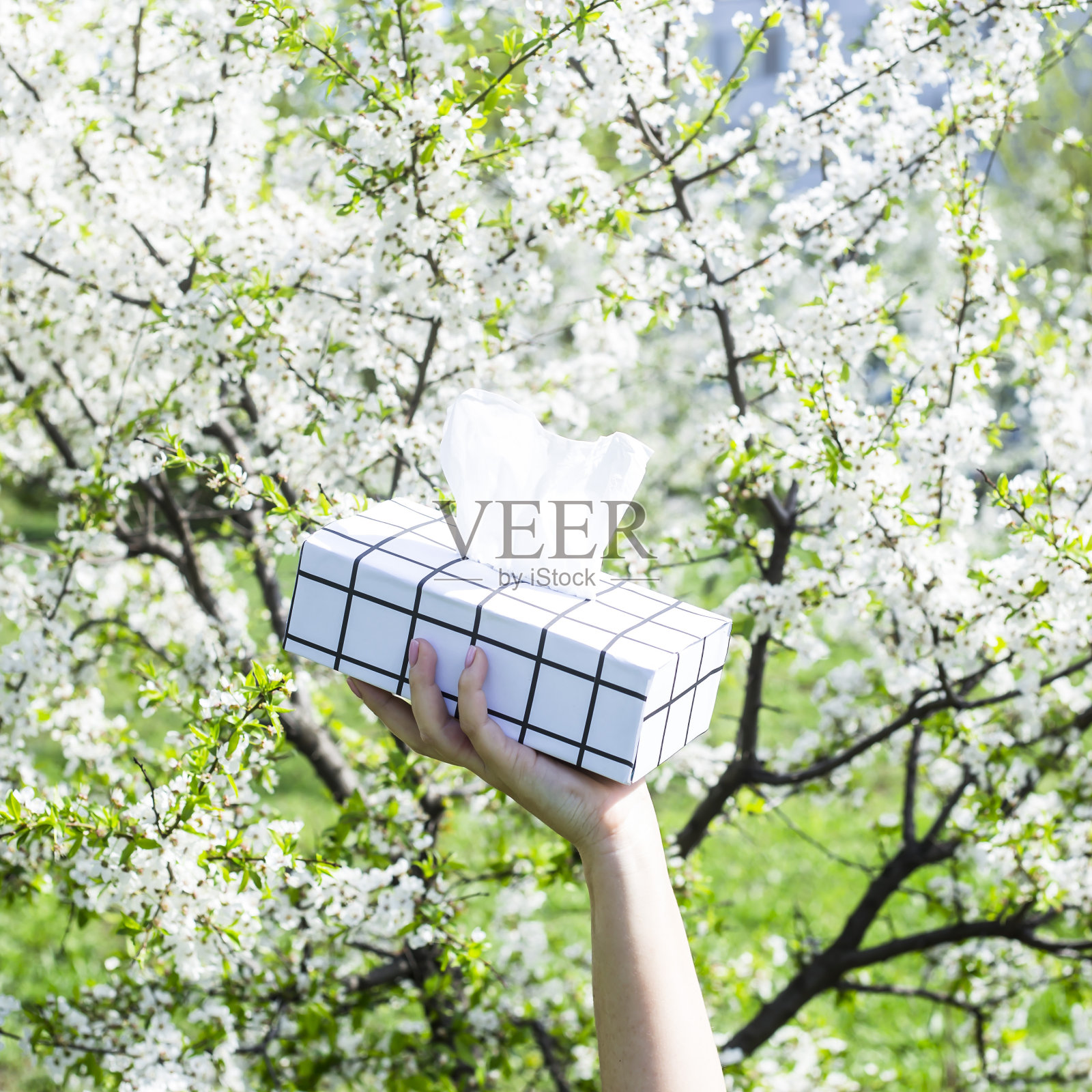 一个女人的手拿着一个黑色和白色的盒子和餐巾对着盛开的春天树。对盛开概念过敏照片摄影图片