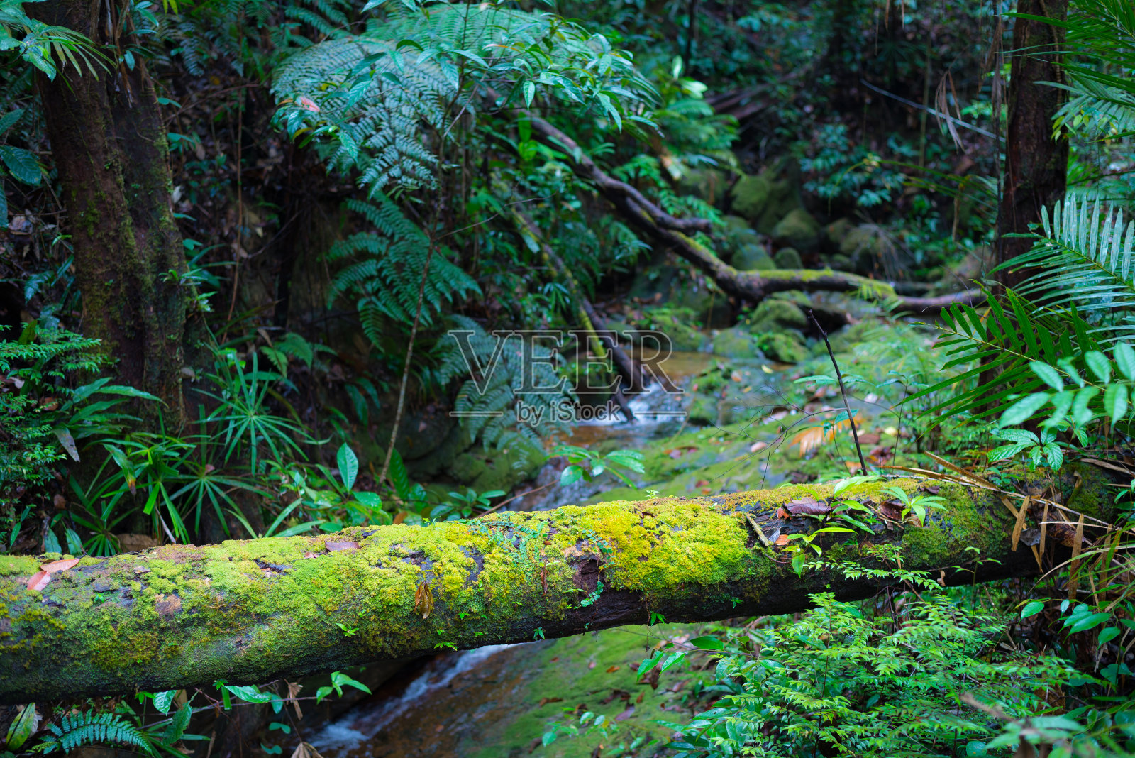 在马来西亚沙捞越库巴国家公园的热带丛林中，婆罗洲雨林，苔藓覆盖着树根的分支。照片摄影图片