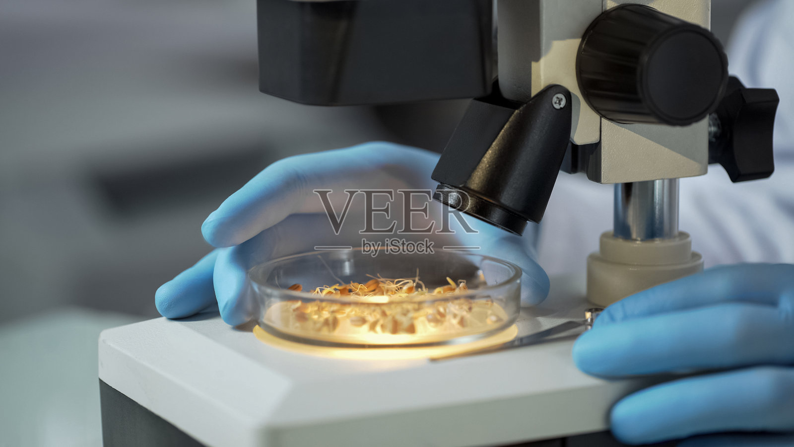 实验室科学家在显微镜下检查新品种小麦的品质照片摄影图片