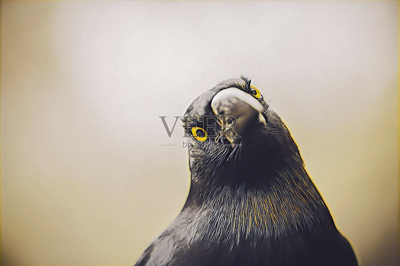 澳大利亚鸟花衣鹬肖像画照片摄影图片