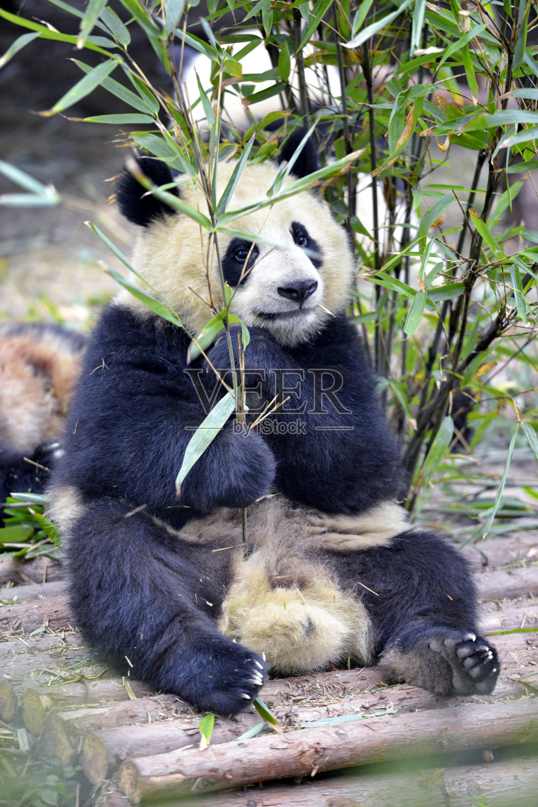 中国大熊猫照片摄影图片