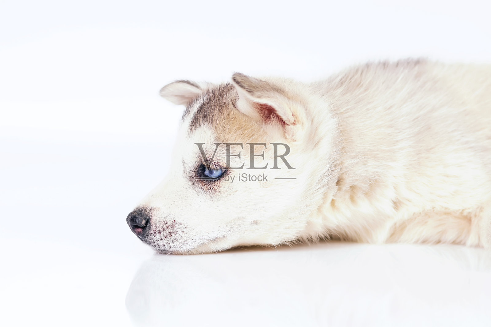 这是一只忧郁的蓝眼睛灰白相间的西伯利亚哈士奇小狗的肖像，躺在室内白色的背景上照片摄影图片