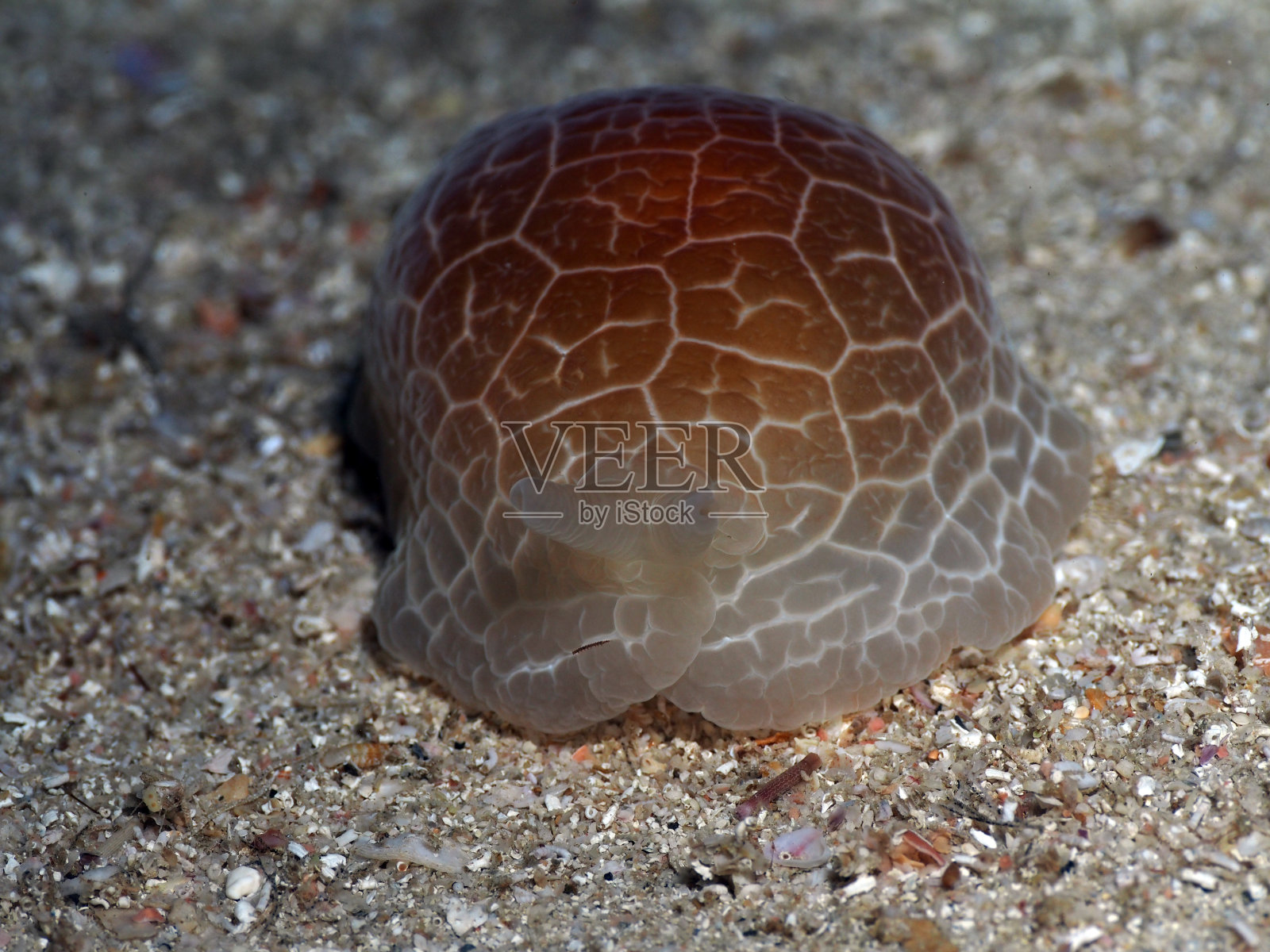 佛得角的腹侧鳃海蛞蝓照片摄影图片