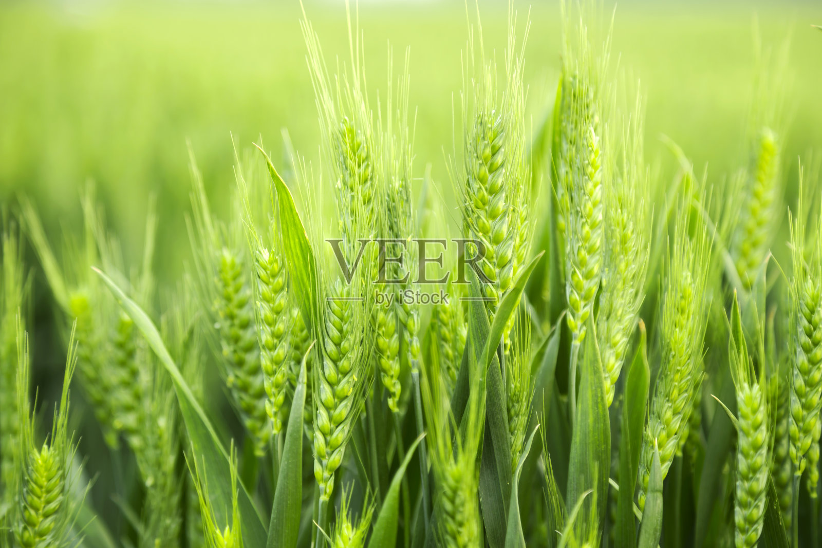 绿色的麦田里发芽的小麦照片摄影图片