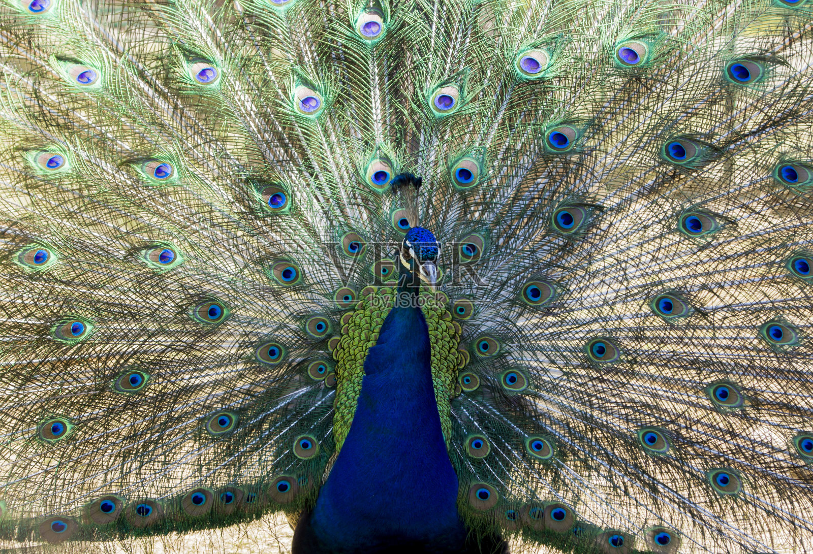 蓝孔雀羽毛照片摄影图片
