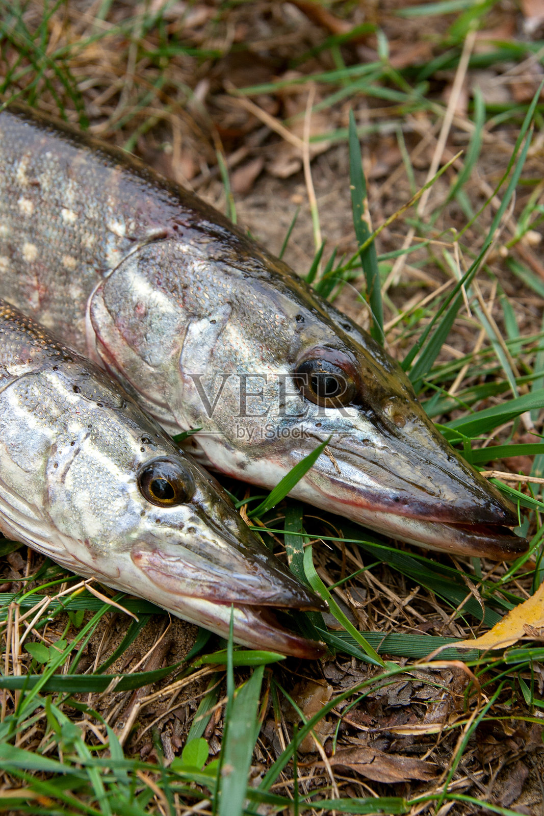淡水梭鱼躺在青草上。照片摄影图片