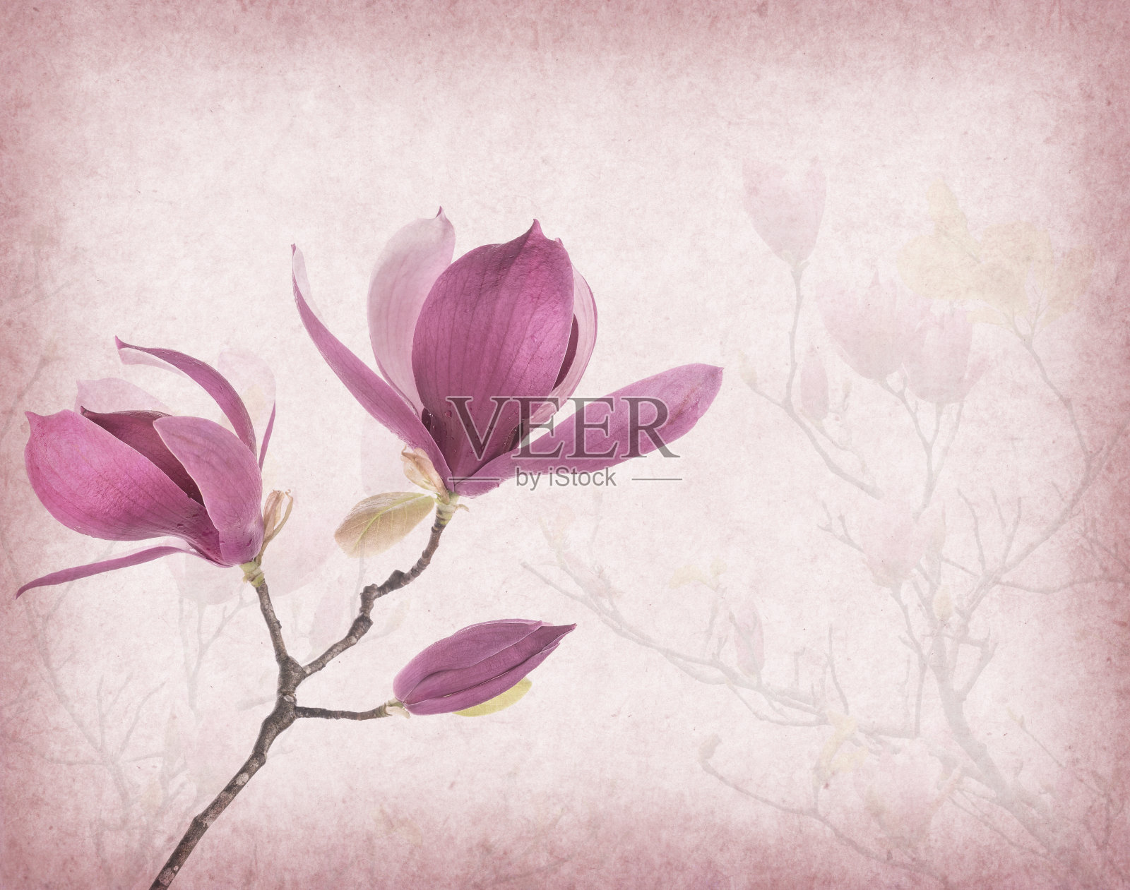 粉红色的木兰花在旧的纸背景照片摄影图片