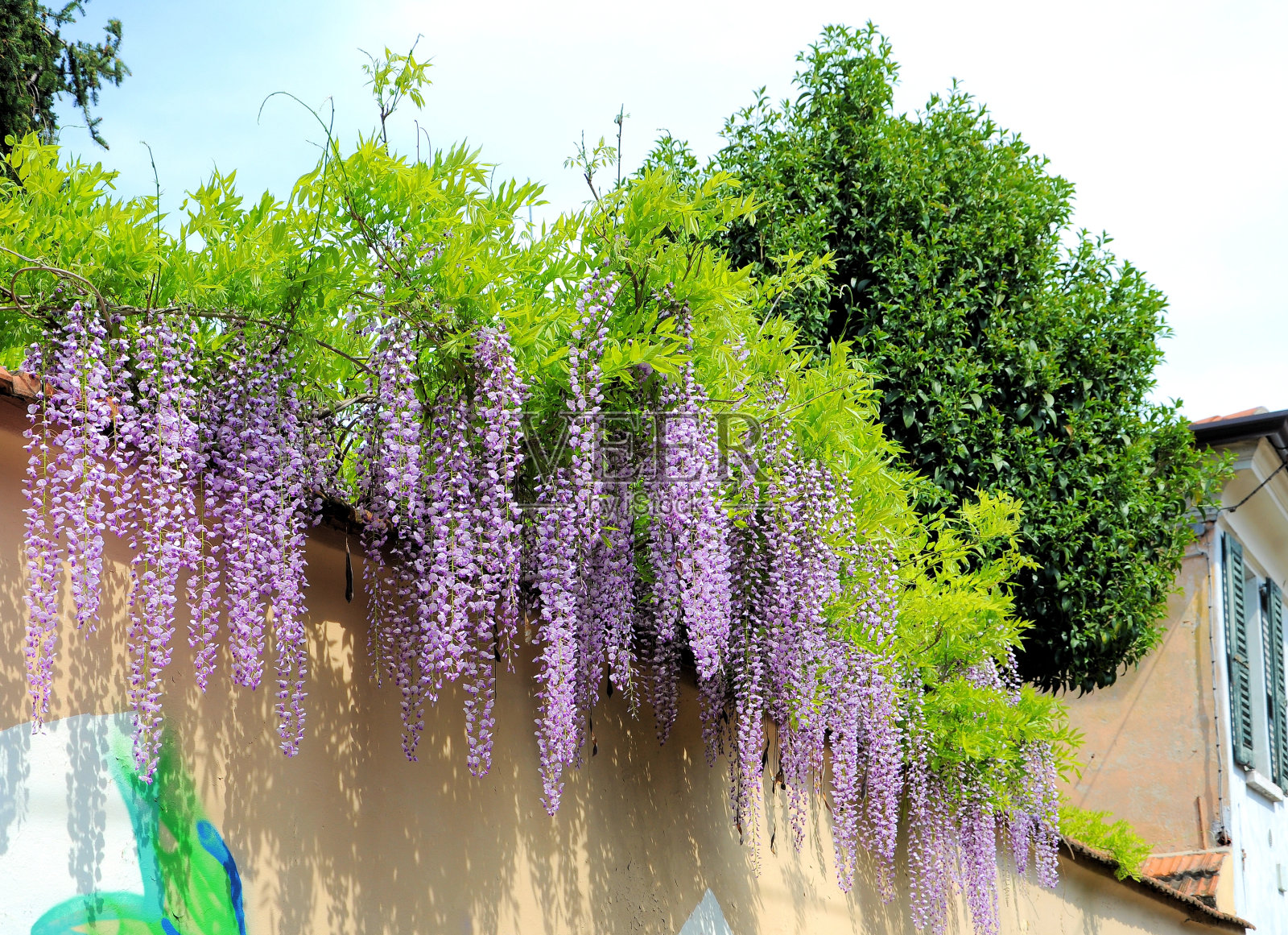 日本紫藤花朵。自然背景。照片摄影图片