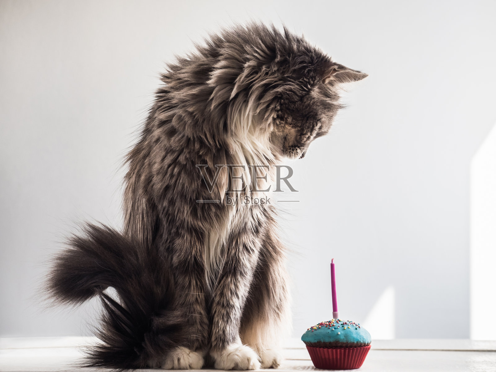 可爱的小猫和节日纸杯蛋糕照片摄影图片