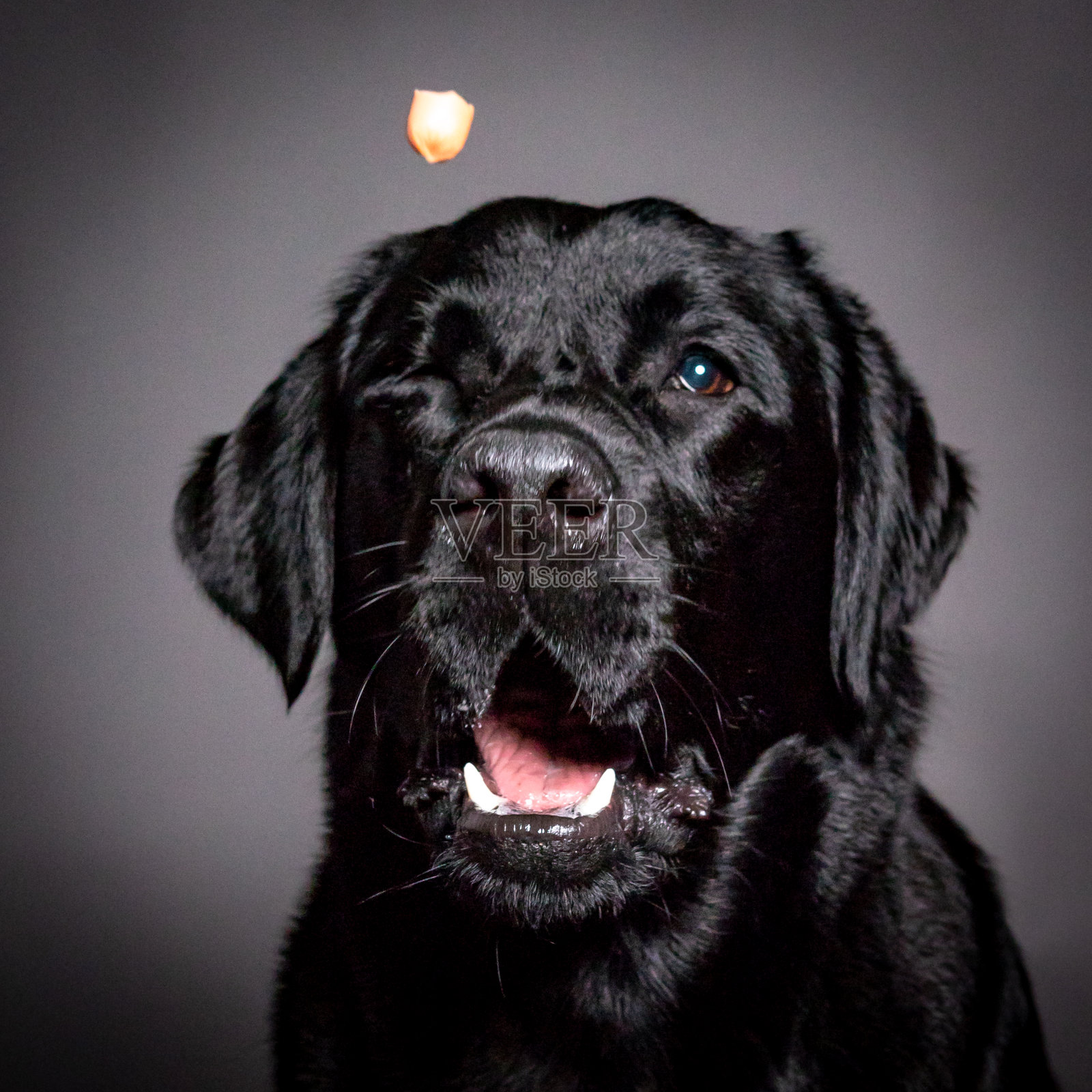 黑色拉布拉多犬的滑稽脸照片摄影图片