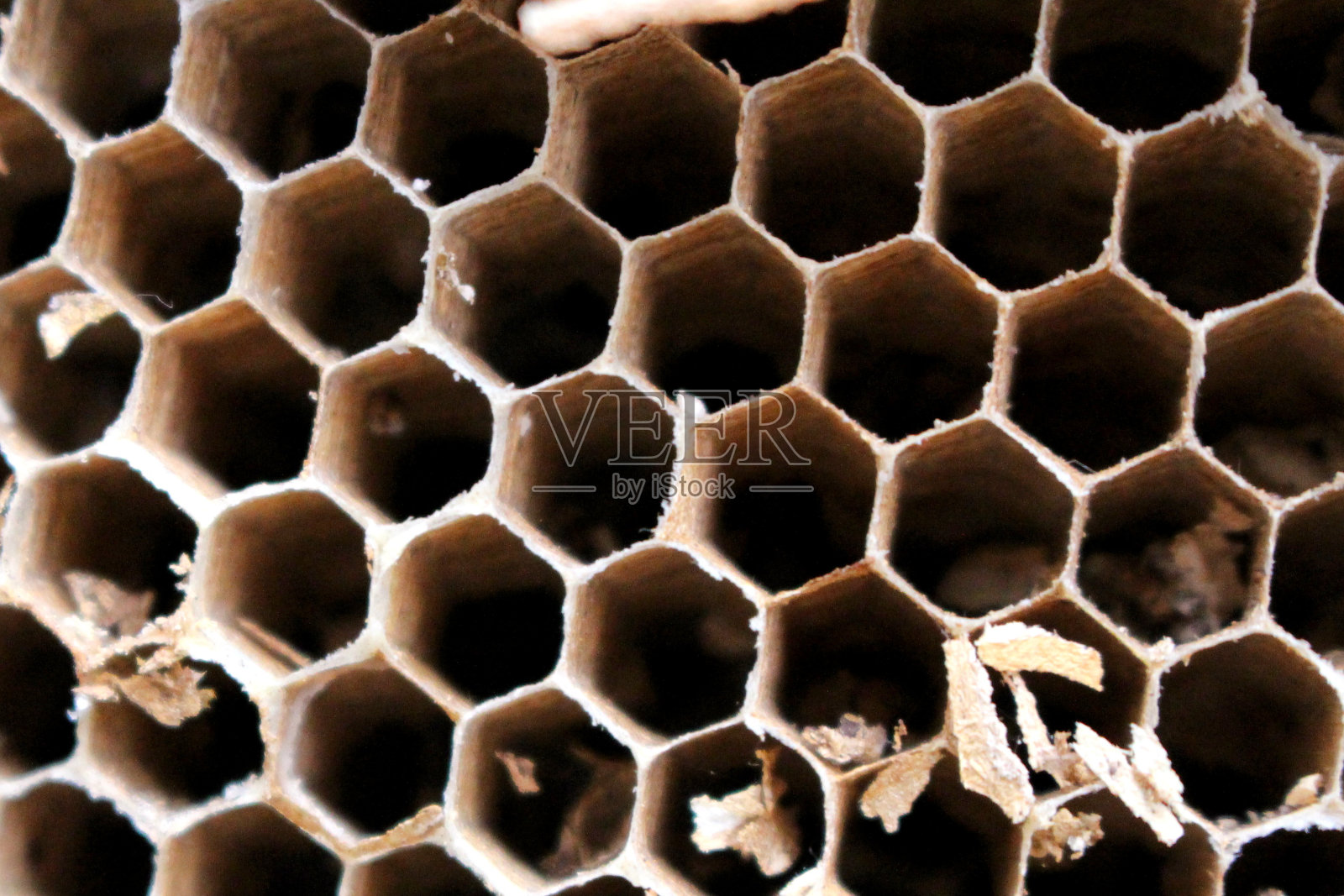 废弃的蜂巢，英国。六角形细胞和纸浆纸外部。照片摄影图片
