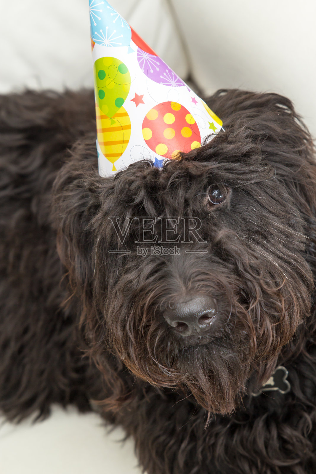 黑色毛茸茸的狗戴着一顶派对帽照片摄影图片