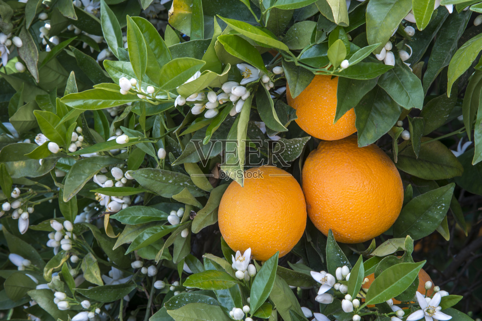 脐橙在树上成熟的特写照片摄影图片