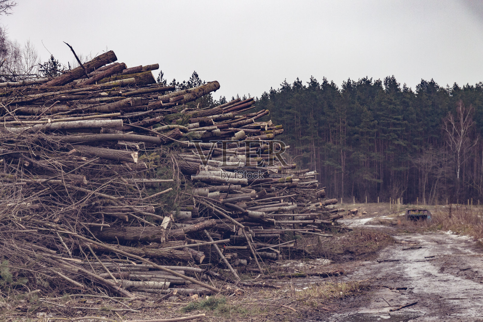 以森林为背景的一大堆被砍伐的树木。c照片摄影图片