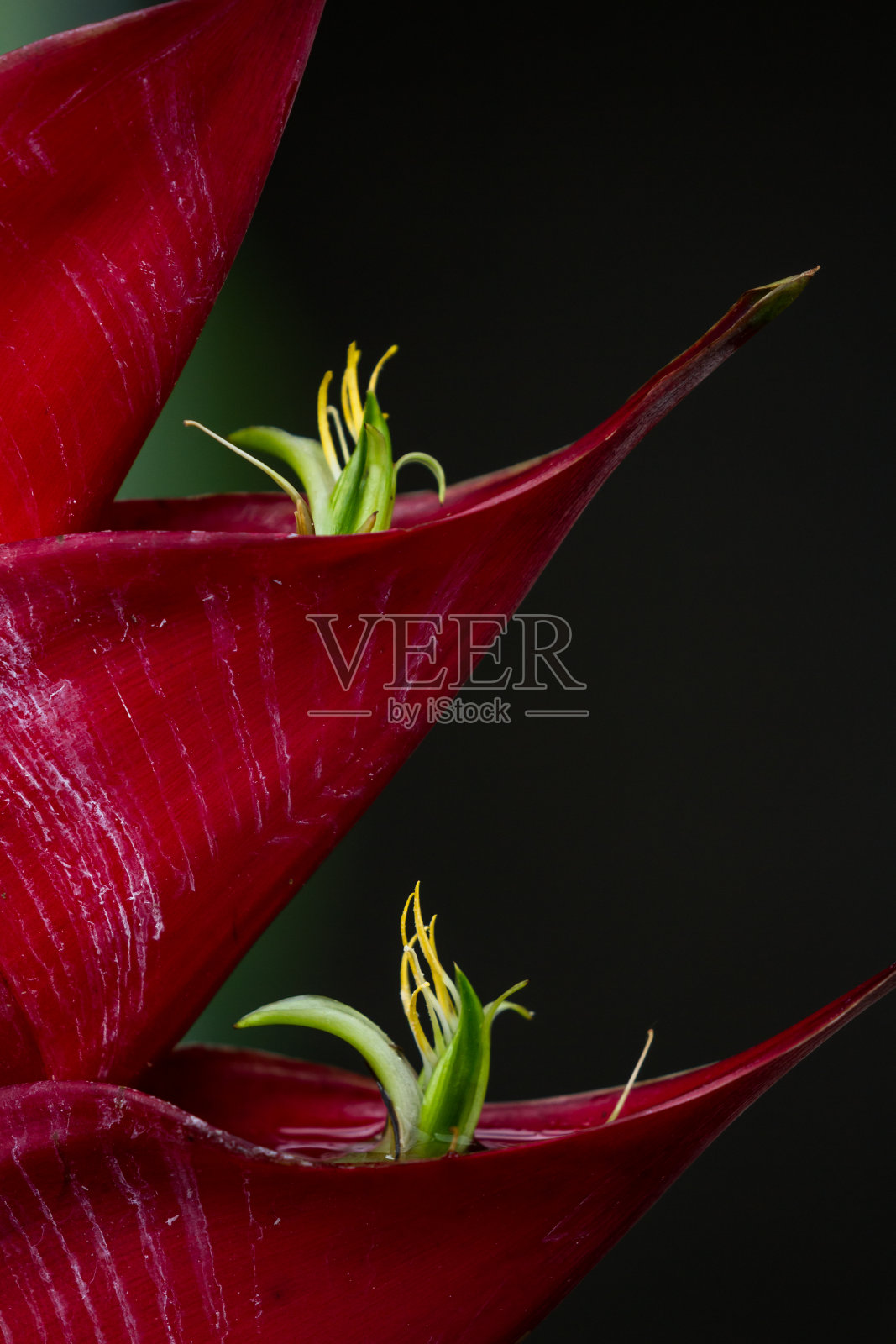 热带植物照片摄影图片