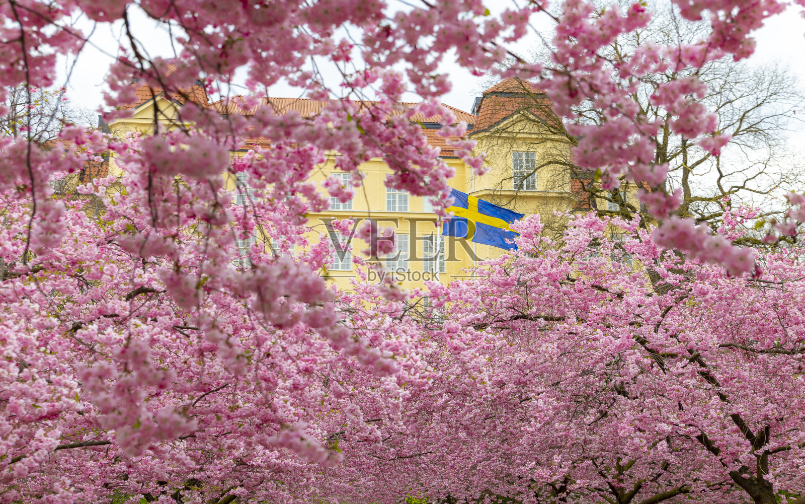樱桃树花与瑞典国旗照片摄影图片