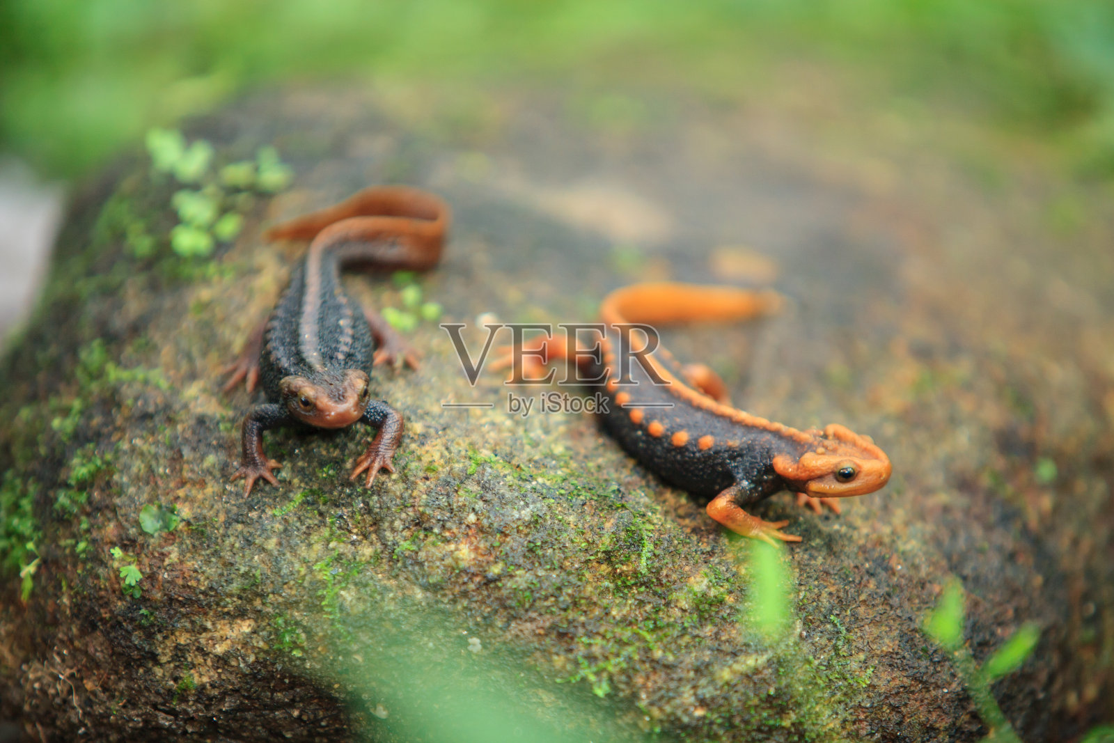 在泰国最高的山Doi Inthanon上发现了这种鳄鱼蝾螈。夫妇。照片摄影图片