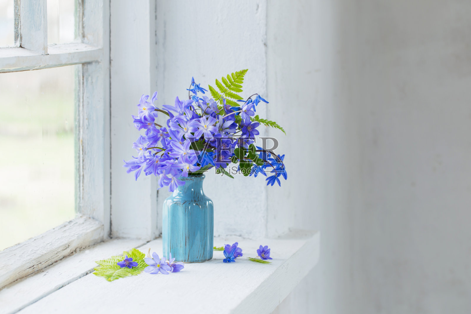 窗台上的蓝色雪花莲照片摄影图片
