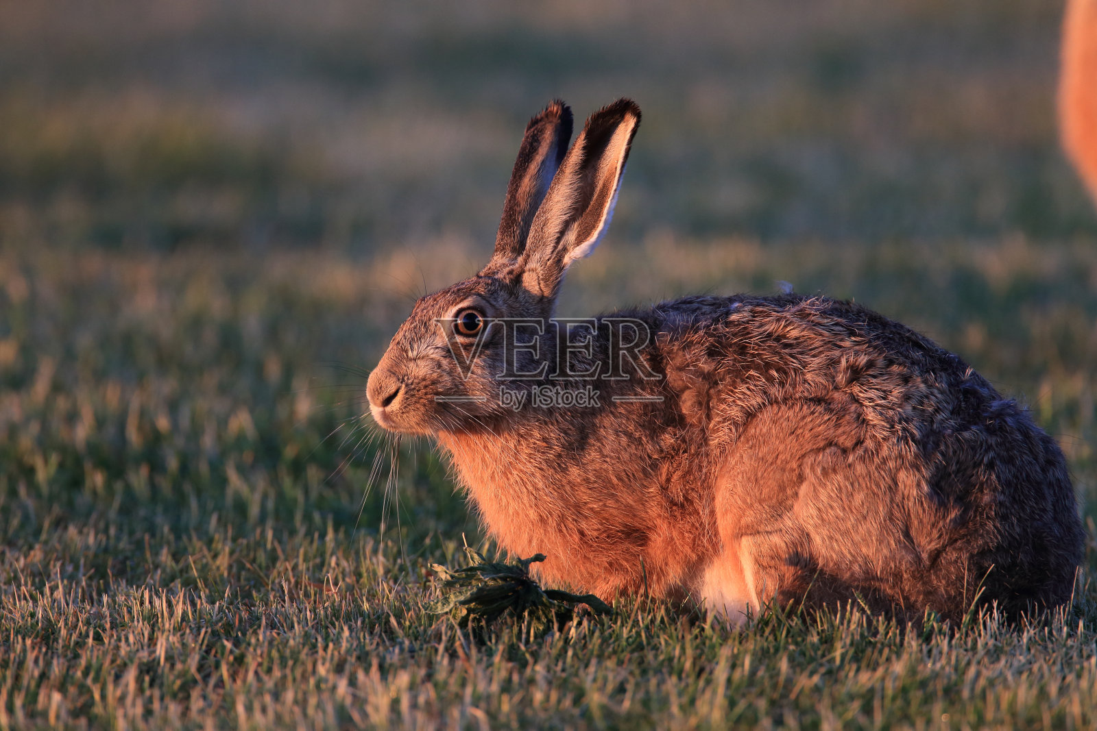 欧洲棕色野兔照片摄影图片