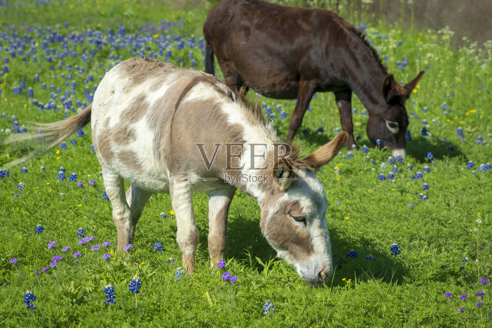 两只驴在田野里的矢车菊照片摄影图片