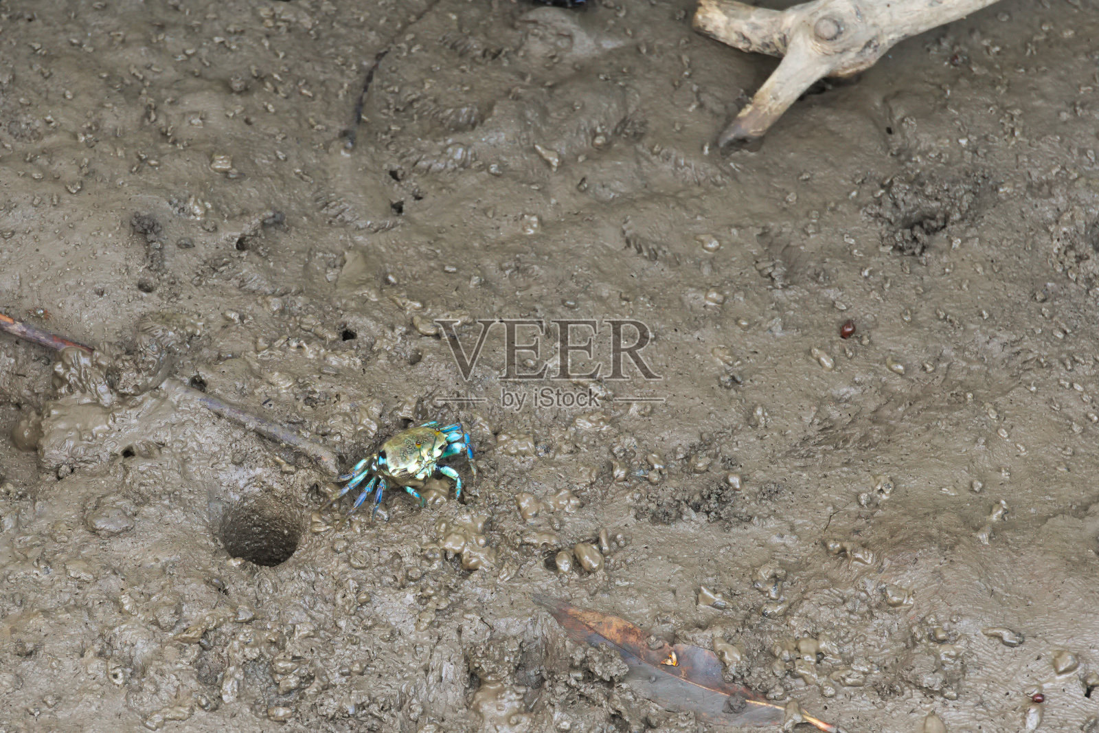 在泰国三角洲红树林的沙质河岸上，一只可爱的、闪亮的小蓝蟹，在它的泥洞家附近。照片摄影图片