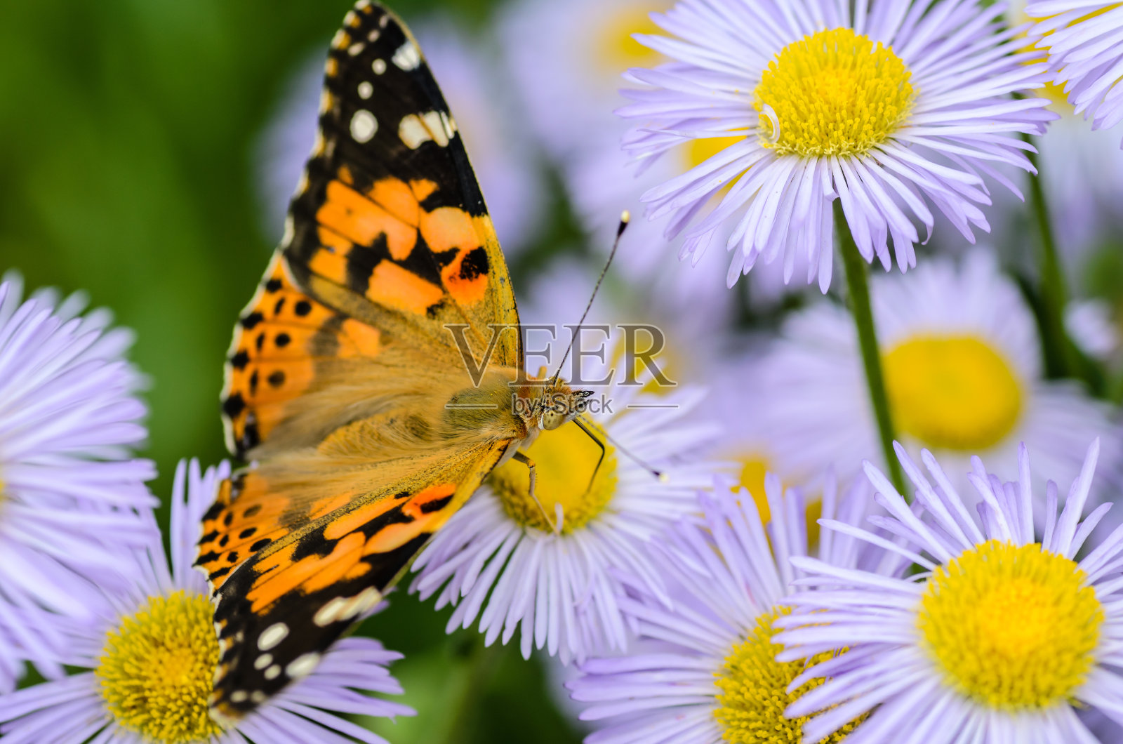 蝴蝶凡妮莎卡杜收集花蜜照片摄影图片