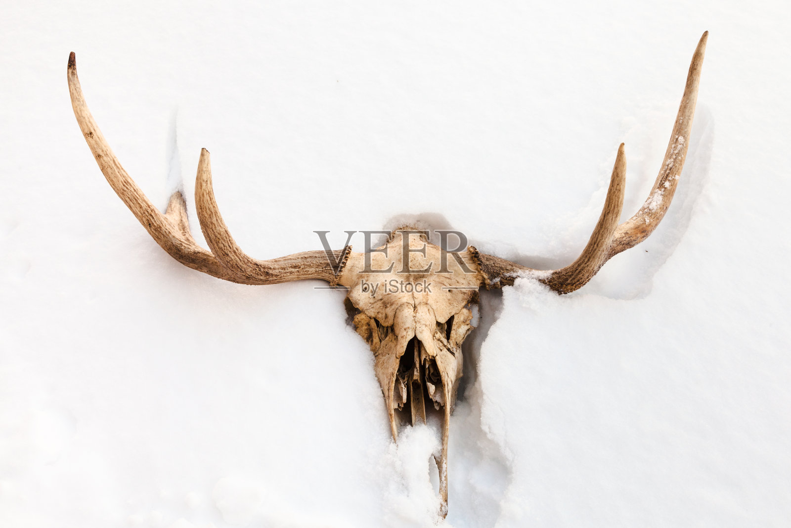 白雪中年轻驼鹿的头骨照片摄影图片