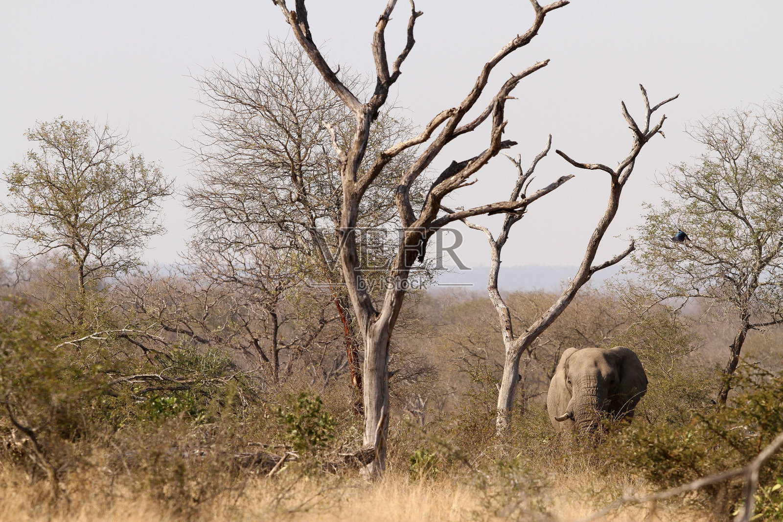 成年非洲象在狩猎照片摄影图片
