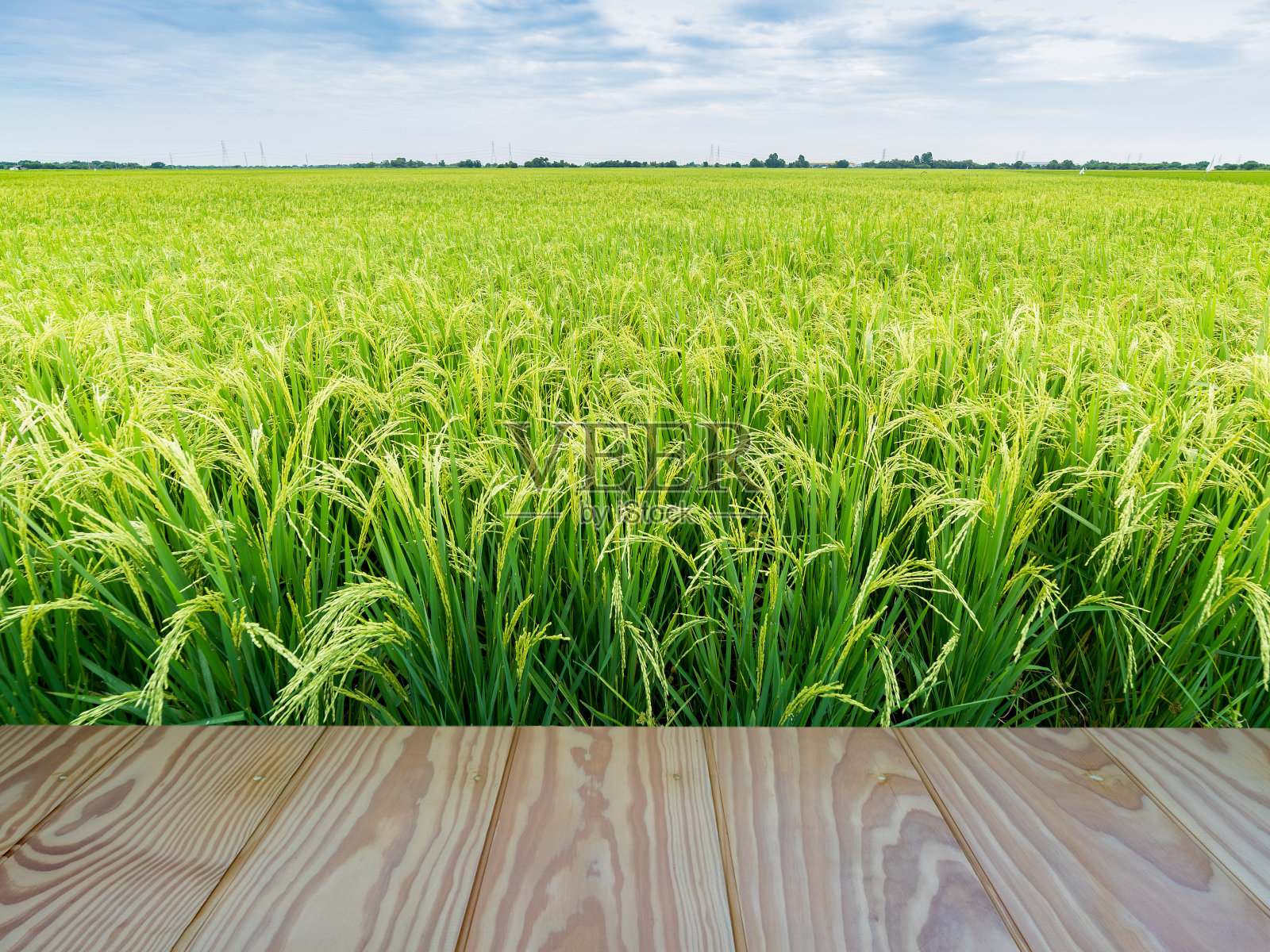 绿色的稻田，木地板前景和蓝天背景。照片摄影图片