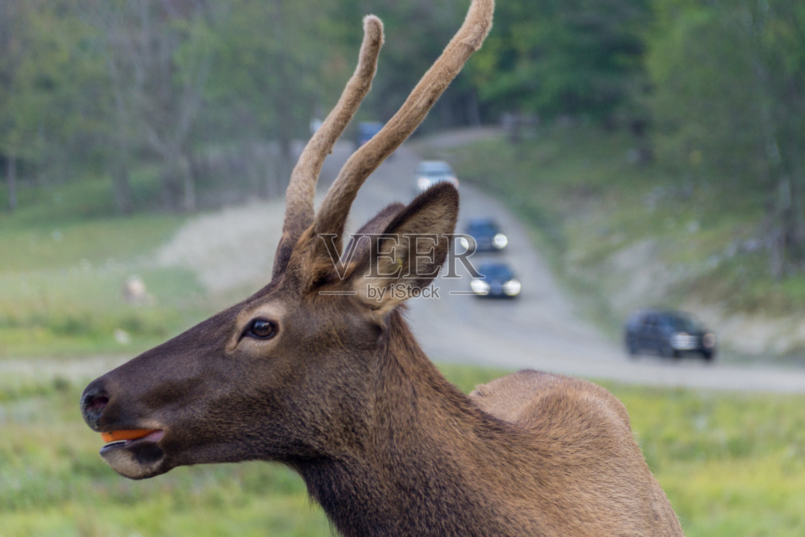 欧米茄公园的鹿(加拿大)照片摄影图片