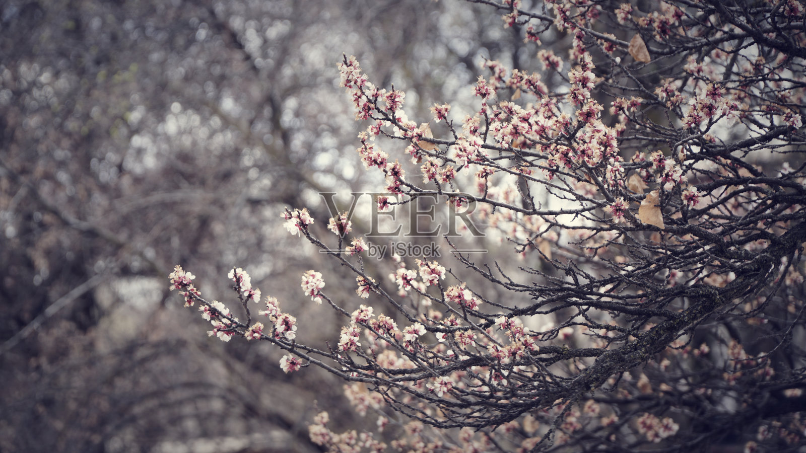 梅花在梅树的树枝上照片摄影图片