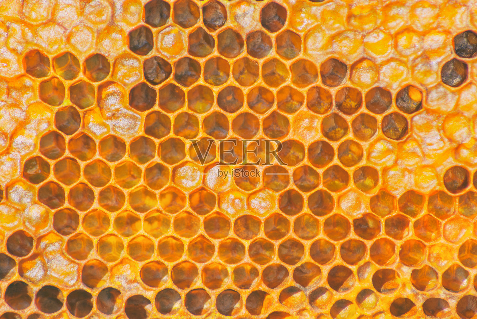 明亮的黄色蜂巢在阳光下的纹理照片摄影图片