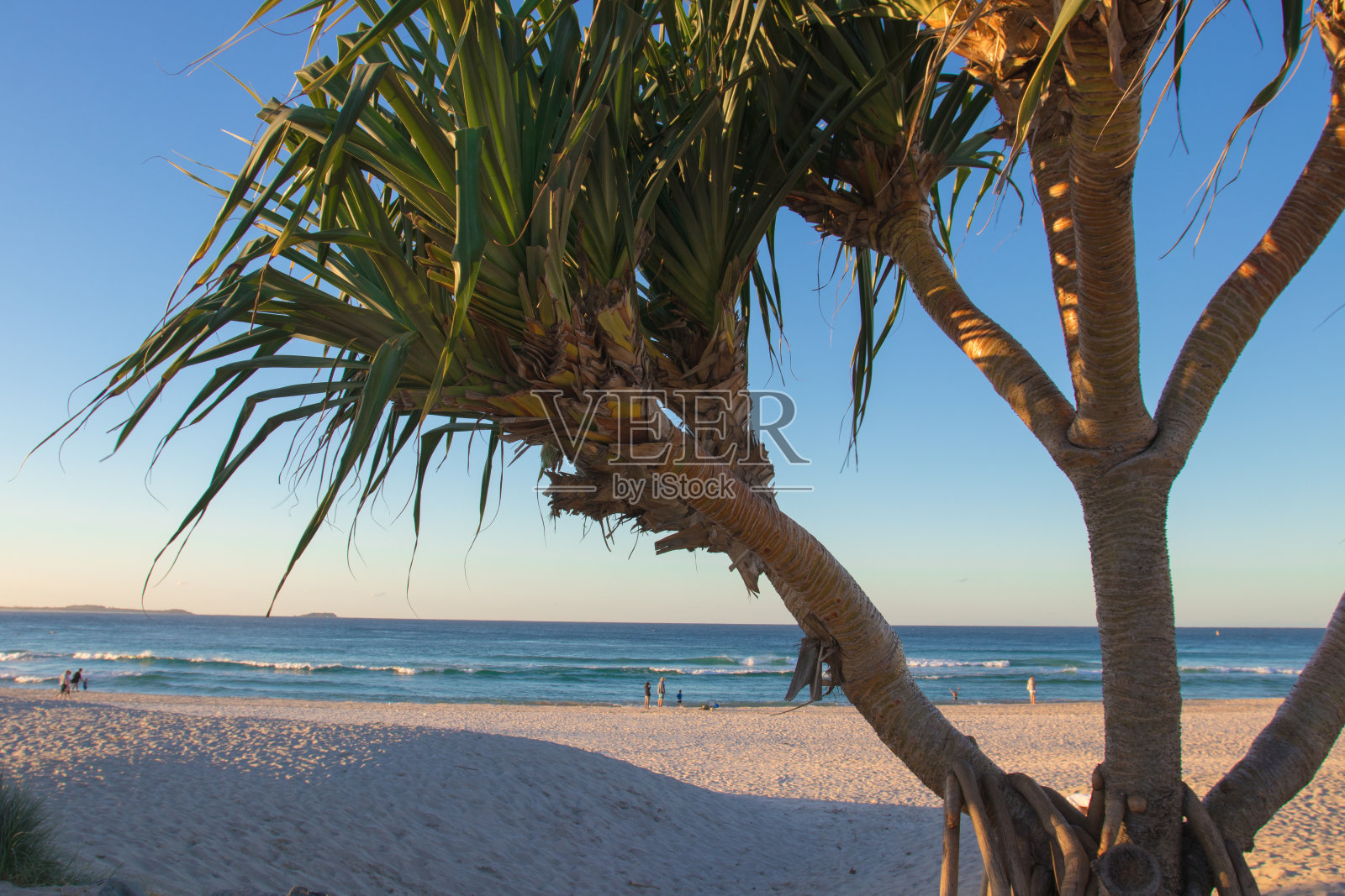 阳光明媚的早晨，沙滩边的露兜棕榈树的绿叶照片摄影图片