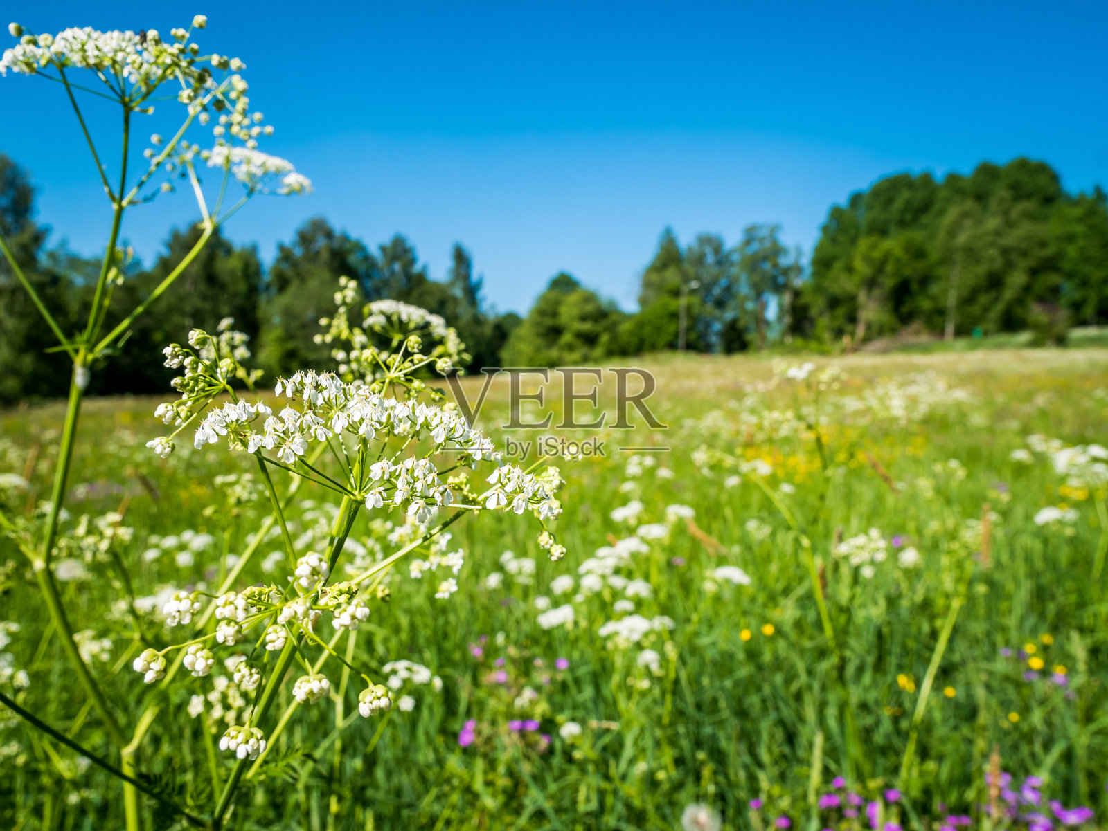 野石楠花的田野。典型的瑞典夏季户外活动。照片摄影图片