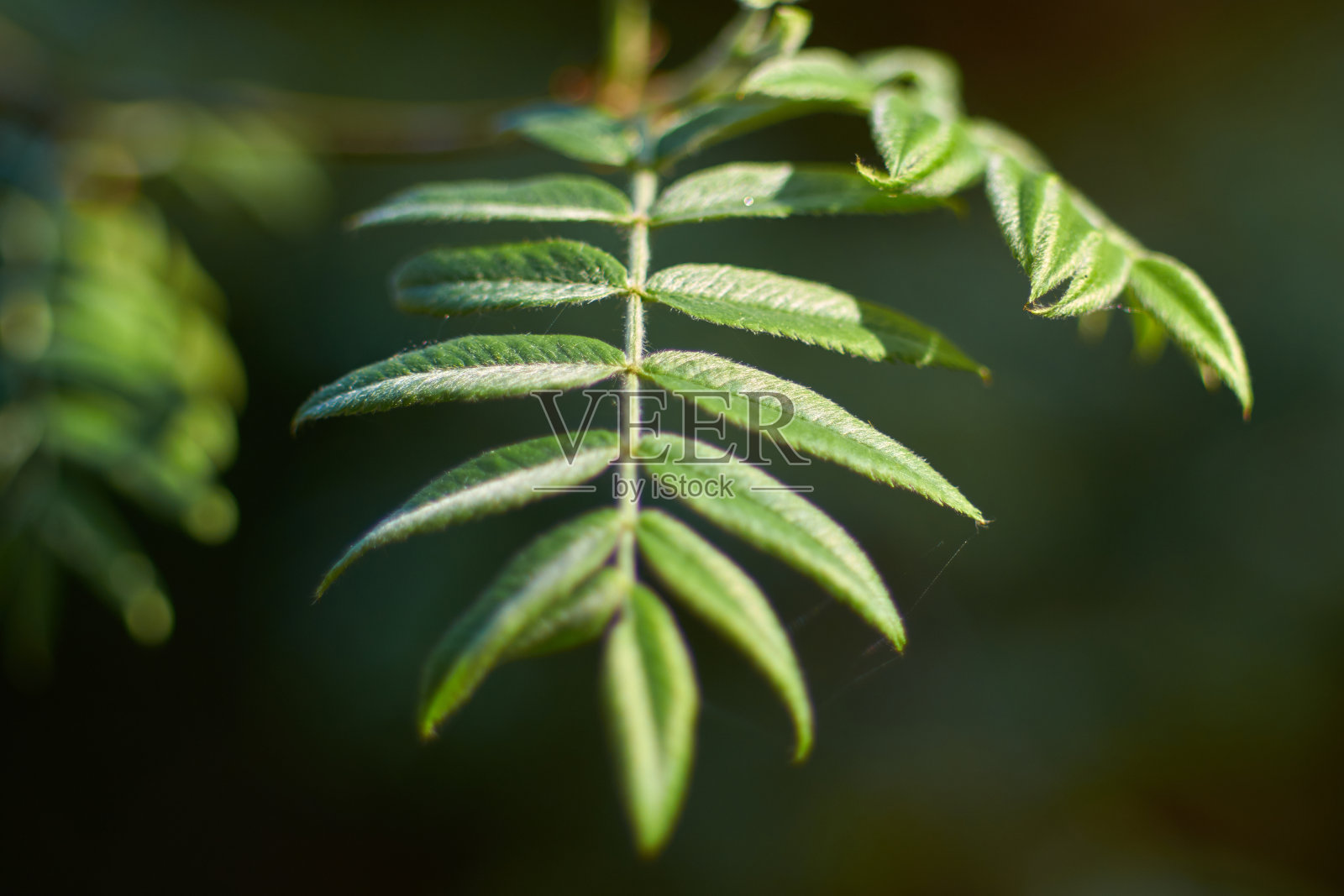绿色的山白蜡树的叶子在一个模糊的背景特写照片摄影图片